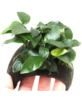 Anubias nana sur coco